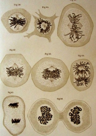 L&aacute;mina do libro 'Zell-substanz, Kern und Zelltheilung', de Walther Flemming