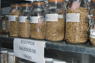 O Centro de Investigaci&oacute;ns de Mabegondo traballa na mellora xen&eacute;tica das especies aut&oacute;ctonas